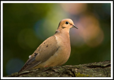 Mourning Dove