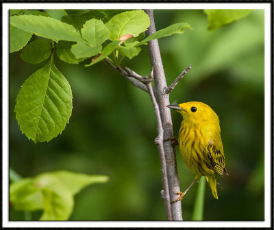 Yellow Warbler