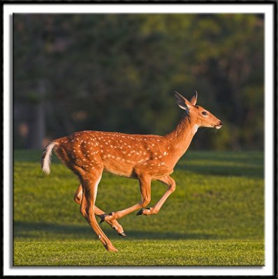 Fawn on the Run I