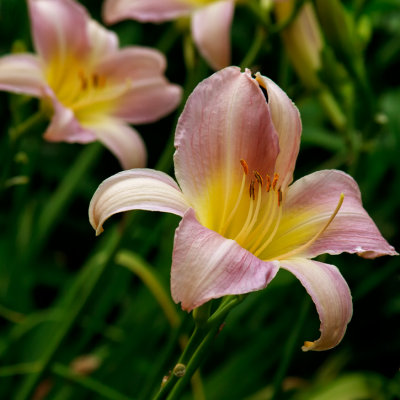 lily, Buchart Gardens