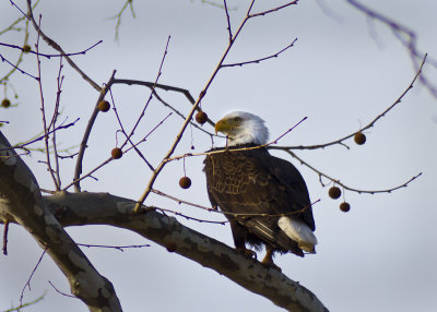 Bald Eagle 2.jpg