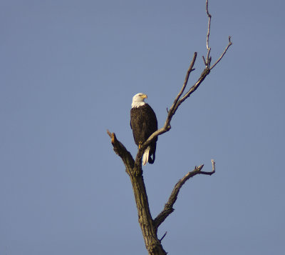 Eagle above the river 1