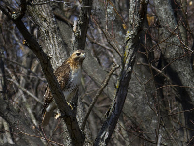 Red tail.jpg