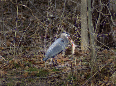 Heron eating fish.jpg