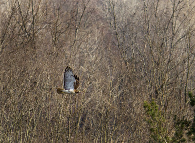 red tail in flight.jpg