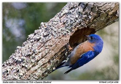 Merlebleu de l'Est / Eastern Bluebird