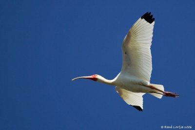 Ibis blanc / White Ibis