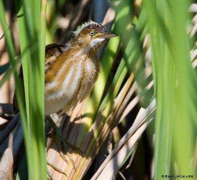 Petit blongios / Least Bittern