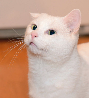 Peanut
