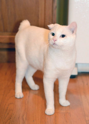 Peanut
