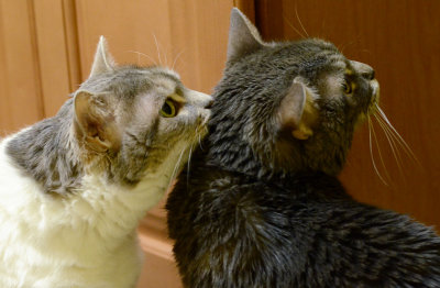 Sugar telling Spice a secret