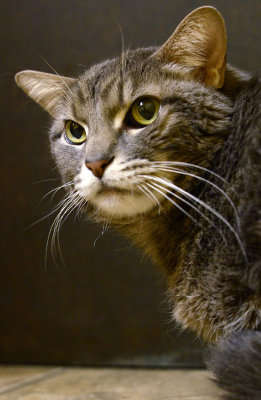 Spice - head shot