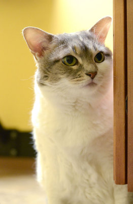Sugar spying on Spice