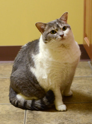 Sugar
