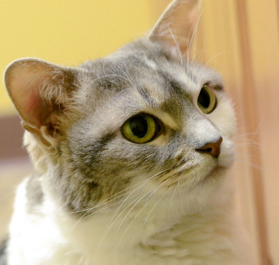 Sugar - head shot