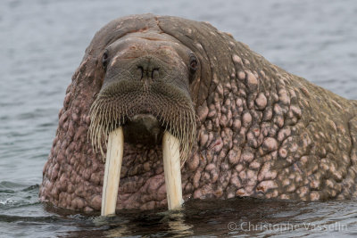 Portait of Walrus