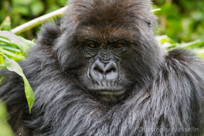 Mountain gorilla - Bwenge group
