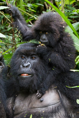 Mountain gorillas - Bwenge group