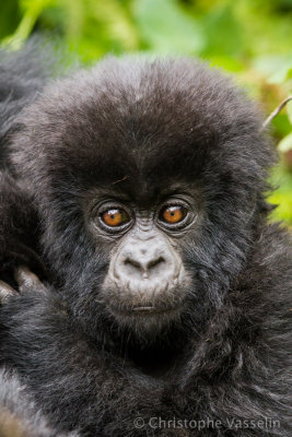 Young mountain gorilla
