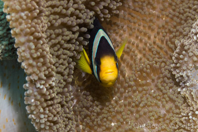 Clark's anemonefish