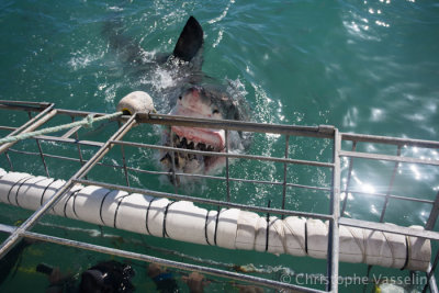 Gansbaai - Grand requin blanc (White shark)