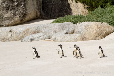 African Penguin