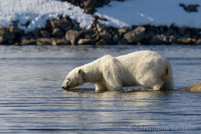 Polar bear