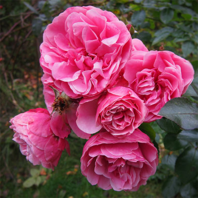 Hstblomning