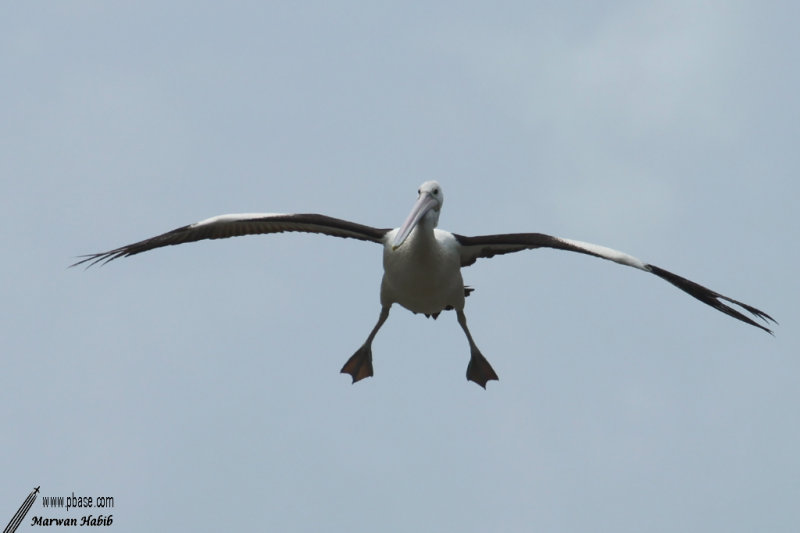 Pelican / Plican