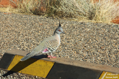 Crested Pigeon / Pigeon hupp (Lophotes Ocyphaps)