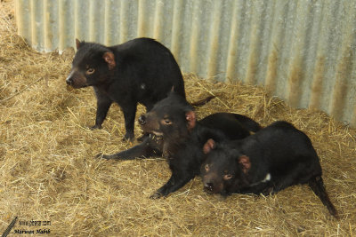 Tasmania Devils / Diables de Tasmanie