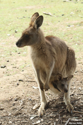 Kangaroo / Kangourou
