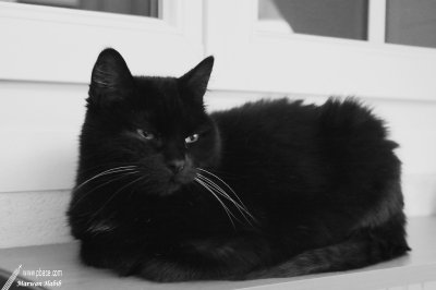 Kitty