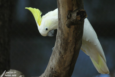 Sulphur crested cockatoo / Cacatos  huppe jaune (Cacatua galerita) 