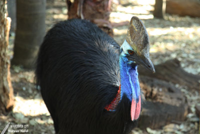 Cassowary / Casoar