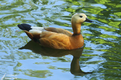 Duck / Canard