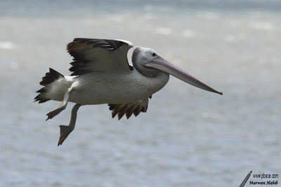 Pelican / Plican