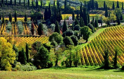 fertile land of Tuscany