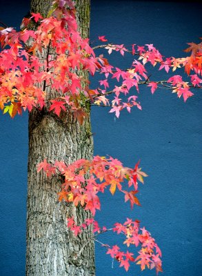 fall colors Seattle Washington  