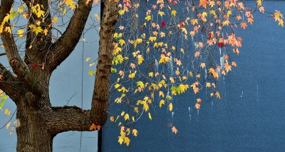 fall colors on quite street 