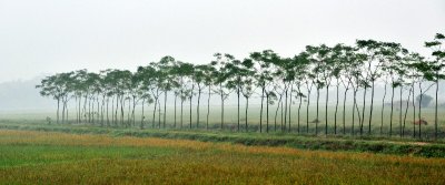 trees along Highway AH1, Hoai Trung, Vietnam  