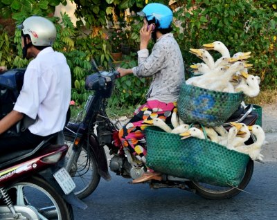 ducks on wheels, My Tho, Vietnam  