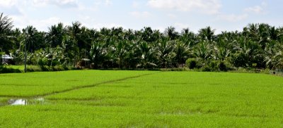 rice field, coconut trees, Mekong Delta, Vietnam  