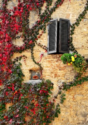 window and plants, San Gimignano, Italy  