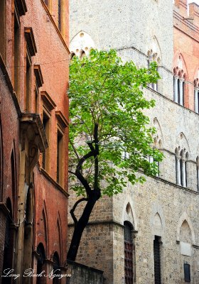 nature between stone, Siena, Italy  