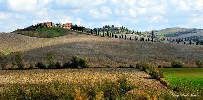 cyprus trees and plowed fields, Tuscany, Italy 