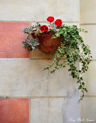 flower pot, Asciano, Tuscany, Italy 