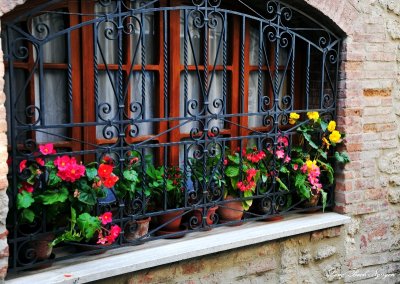 Begonia, Asciano, Italy 