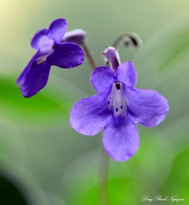 violet