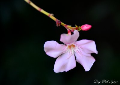 flower, Kihei, Maui, Hawaii  